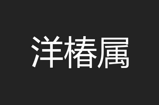 洋椿属