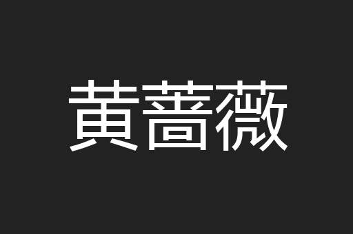 黄蔷薇