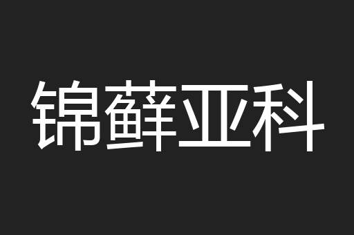 锦藓亚科