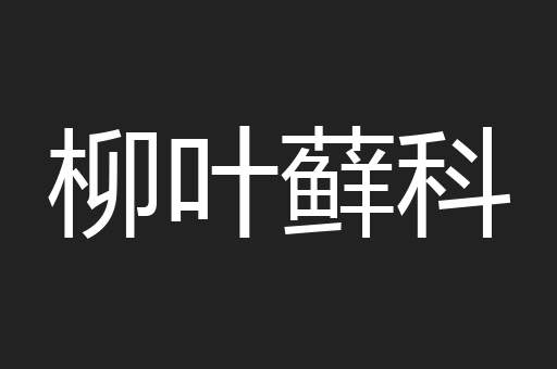 柳叶藓科